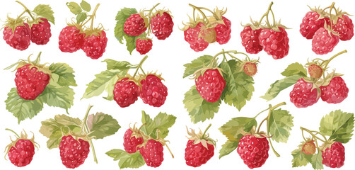 Wall Mural - raspberry watercolor clipart	