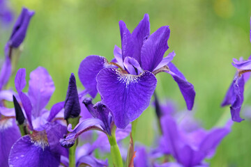 Wall Mural - Deep blue Iris sibirica, or Siberian flag iris, ‘Caesar's Brother’ in flower.