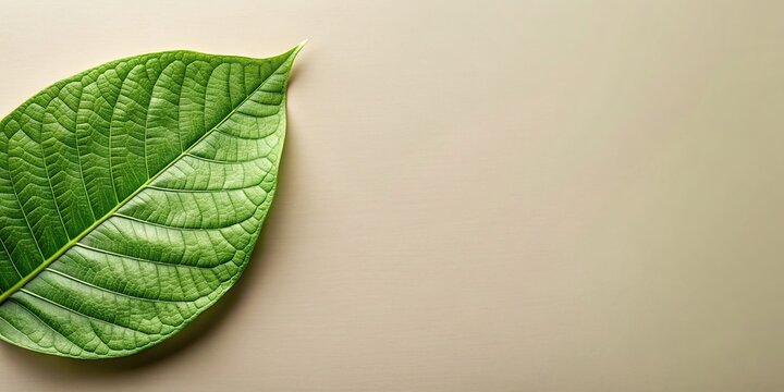 Green leaf pattern on neutral background, emerald, natural, foliage, botanical, organic, design, texture, seamless, summer
