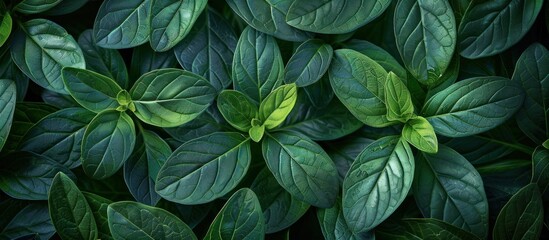 Wall Mural - Close-Up of Vibrant Green Leaves