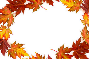 Wall Mural - autumnal maple leaves on a white background with space for text. top view, flat lay