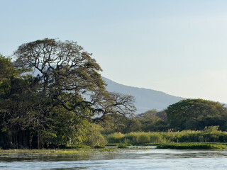 Wall Mural - tropical nature background