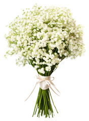 Poster - PNG Gypsophila bouquets flower plant nature