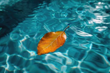 Aufkleber - A single leaf floating on the surface of a calm pool of water, great for use in environmental or nature-themed contexts