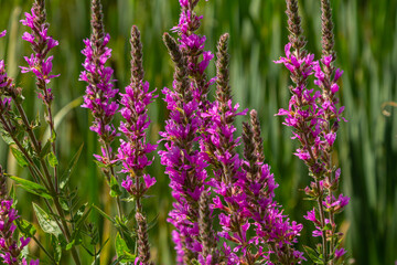 Wall Mural - Purple loosestrife Lythrum salicaria inflorescence. Flower spike of plant in the family Lythraceae, associated with wet habitats