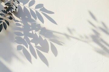 plan white wall with soft leaf shadows