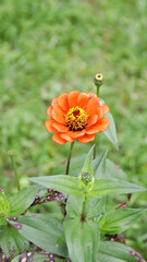 Wall Mural - Bright orange Zinnia flower in full bloom with green leaves and blurred grassy background in a serene outdoor garden setting.