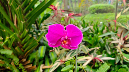 Wall Mural - Vibrant Purple Orchid in Full Bloom Against a Lush Green Tropical Garden Background Captured in Natural Daylight