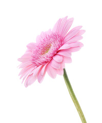 Wall Mural - One beautiful pink gerbera flower isolated on white