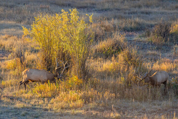 Wall Mural - Bull Elk rutting in Autumn in Wyoming
