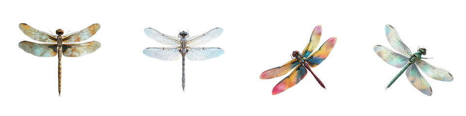 Dragonfly clipart 3D illustration featuring a detailed insect with translucent wings, isolated on a transparent background. Perfect for nature-inspired digital art and graphic design.