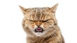 © Ananncee Media - A cat with a grumpy expression and bared teeth