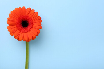 Wall Mural - Beautiful orange gerbera flower on light blue background, top view. Space for text