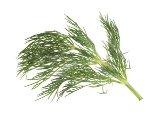 Wall Mural - Sprig of fresh green dill isolated on white