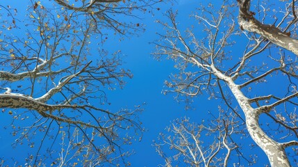 Leafless trees set against a blue sky