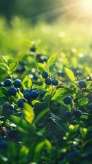 Wall Mural - Blueberry bushes with ripe berries in sunlight