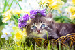 © vvvita - Portrait of a cute funny dreamy kitten crowned with a flower wreath. The cat sits in a basket on the grass in the summer garden.