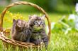 © vvvita - Two little cute kittens in a basket on the grass in the summer garden