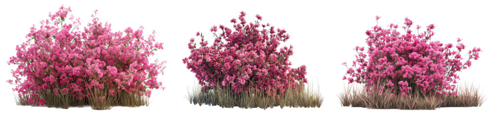 Poster - realistic pink flowers bushes isolated on transparent or white background
