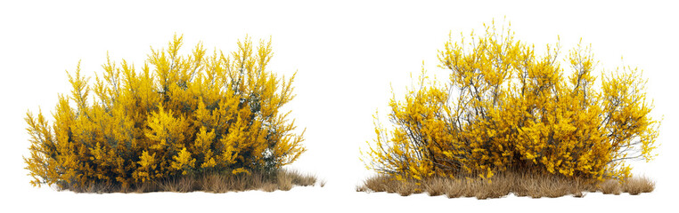 Poster - realistic yellow bushes with flowers cut out isolated on transparent or white background
