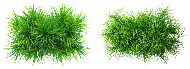 Poster - top view of green grass bushes isolated on transparent or white background