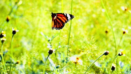 Wall Mural - 4K The butterflies in the clip appear to be from the genus Cethosia commonly known as Lacewing butterflies. Their vibrant orange and black patterns with white markings are distin butterfly on flower