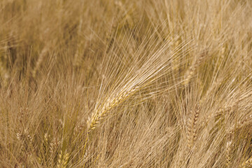 Background of almost harvest-ripe barley stalks on a grain field