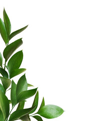 Wall Mural - decorative corner with green twigs of ruscus isolated on white or transparent background