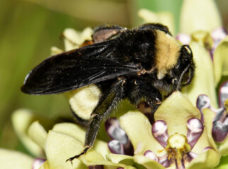 Wall Mural - American Bumblebee Bombus pensylvanicus bee insect pollinating Milkweed nature Springtime.