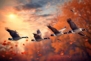 migrate. canadian geese flying in the fall sky during migration season