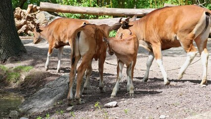 Wall Mural - Young baby Banteng, Bos javanicus or Red Bull. It is a type of wild cattle But there are key characteristics that are different from cattle and bison: a white band bottom in both males and females.