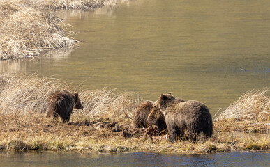 Wall Mural - Grizzly Bear Sow and Cubs Feeding on a Carcass in Yellowstone National Park Wyoming in Spring