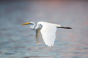 snowy egret in flight