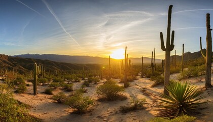 Wall Mural - panoramic image over southern california desert with cactus trees during sunset