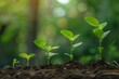 © Truprint - A progression of young plants growing in fertile soil, illuminated by natural light, representing development and the stages of growth