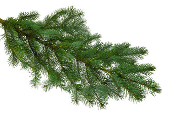 christmas tree branch isolated on transparent, png for a christmas decor. branches close-up. collect