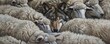 © iVGraphic - A wolf hidden among a group of sheep, blending in, symbolic concept