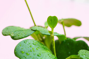 Wall Mural - Green leaves of sweetheart hoya plant  