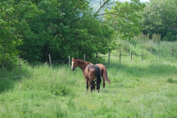 Wall Mural - Chevaux dans une prairie