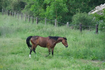 Sticker - Cheval marron dans une prairie