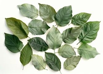 Wall Mural - A Collection of Fresh Green Leaves