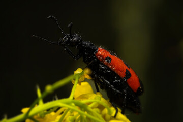 Wall Mural - Mylabris quadripunctata. Close-up photo. Nature background. 