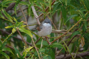 Wall Mural - male spectacled warbler (Curruca conspicillata)