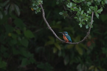 Poster - common kingfisher in a field