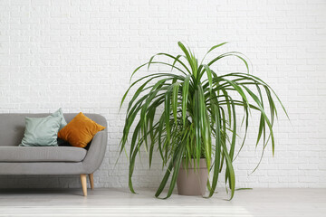 Wall Mural - Houseplant near sofa with cushions in interior of living room