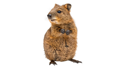 Wall Mural - Quokka isolated on transparent background