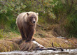 © catahula - Alaskan brown bear by river fishing for salmon, Katmai National Park, Alaska