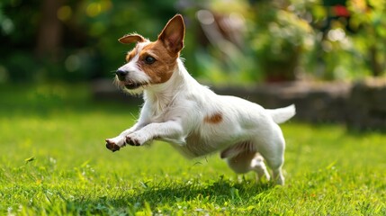 Wall Mural - A dog is running in a grassy field