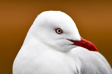 Wall Mural - close up of a silver gull on a yellow background (Chroicocephalus novaehollandiae)