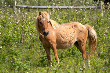 A ginger-colored mare stands near the fence line in a meadow of wildflowers. She is one of over 100 wild ponies that live in the Grayson Highlands State Park in Virginia.